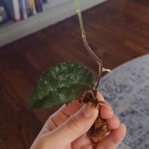 Hoya Caudata Sumatra cutting